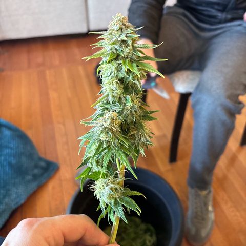 Petree growlog photo: Harvested