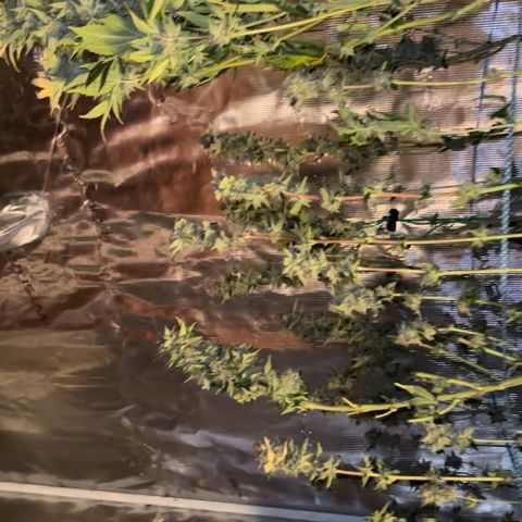 Petree growlog timeline photo