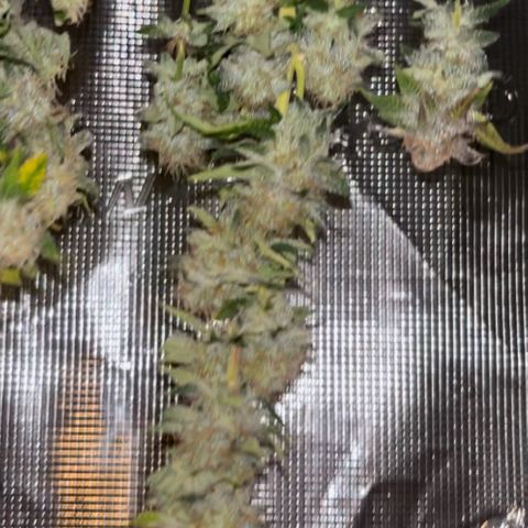 Petree growlog timeline photo