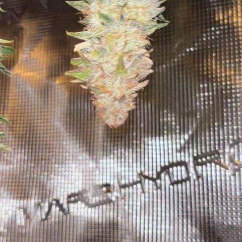 Petree growlog timeline photo