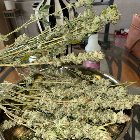 Petree growlog photo: Time to trim and jar