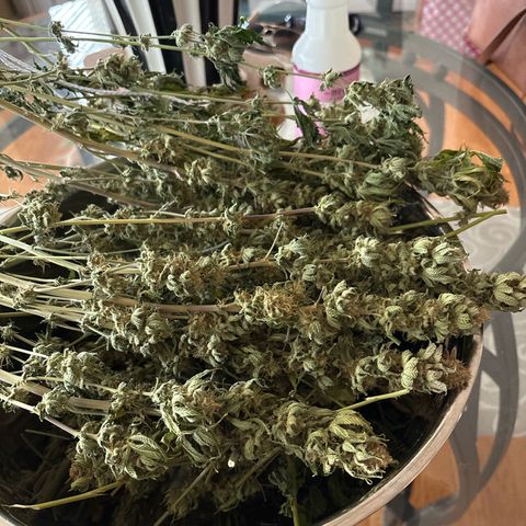 Petree growlog photo: Time to trim and jar