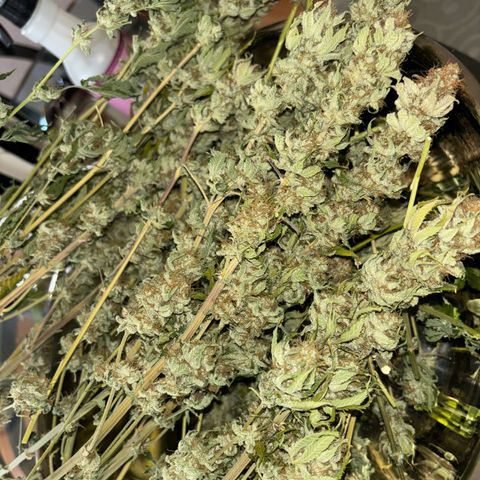 Petree growlog photo: Time to trim and jar