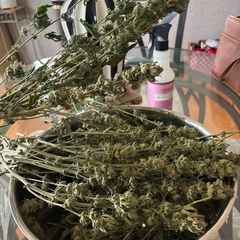 Petree growlog photo: Time to trim and jar