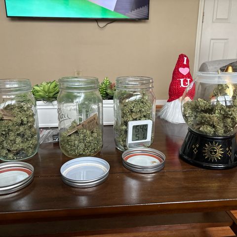 Petree growlog photo: Burping. 1-2 times a day for 5-10 min
Temp is ok….
Humidity is slowly going up each day. It started at 30% three days ago. And now is 51% we are trying to get it to 62% and stay at it. 
I have 2-62% packs inside. Each pack can handle a half oz.