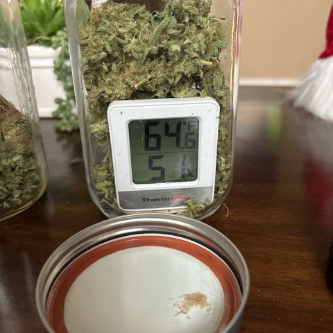 Petree growlog photo: Burping. 1-2 times a day for 5-10 min
Temp is ok….
Humidity is slowly going up each day. It started at 30% three days ago. And now is 51% we are trying to get it to 62% and stay at it. 
I have 2-62% packs inside. Each pack can handle a half oz.