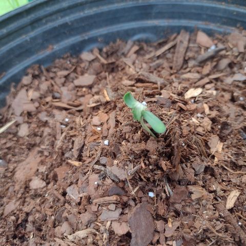 Unknown strain growlog photo: 1.growing healthy and getting faster in growth
5.Just behind plant 1 and growing at a good pace
6. Looks burnt, still growing but probably gonna die. Whoops