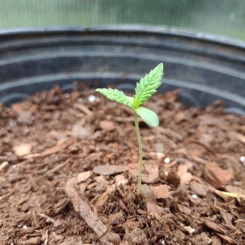 Unknown strain growlog photo: 1.growing healthy and getting faster in growth
5.Just behind plant 1 and growing at a good pace
6. Looks burnt, still growing but probably gonna die. Whoops
