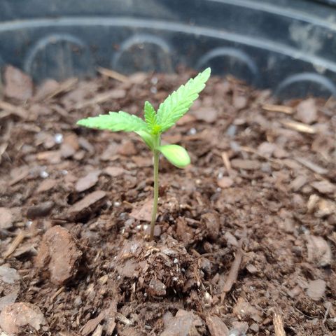 Unknown strain growlog photo: 1.growing healthy and getting faster in growth
5.Just behind plant 1 and growing at a good pace
6. Looks burnt, still growing but probably gonna die. Whoops