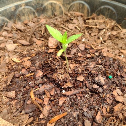 Unknown strain growlog timeline photo