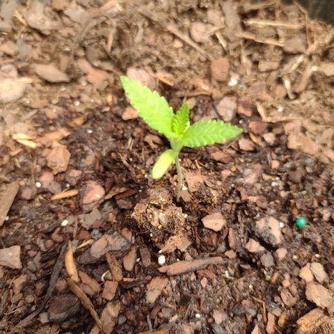 Unknown strain growlog timeline photo