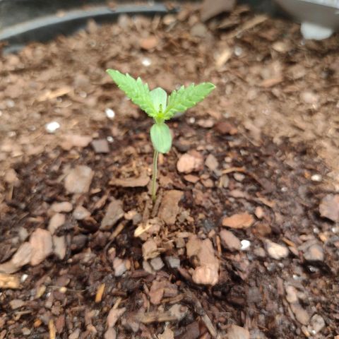 Unknown strain growlog timeline photo