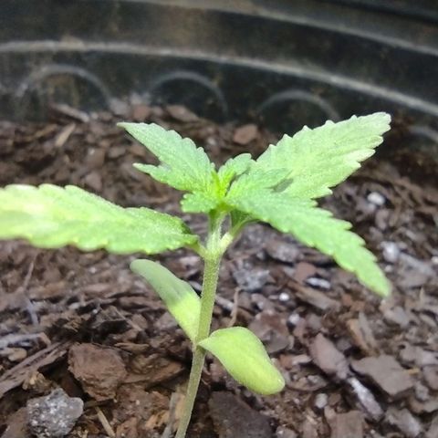 Unknown strain growlog photo: Plant 1
