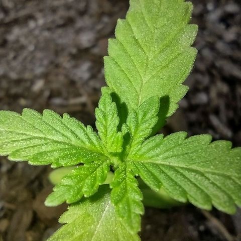 Unknown strain growlog photo: Plant 1