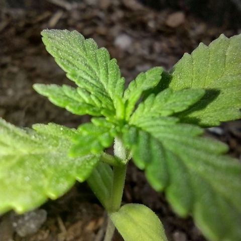 Unknown strain growlog photo: Plant 1