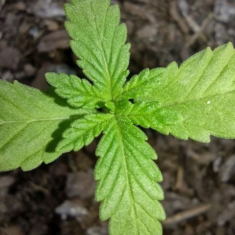 Unknown strain growlog photo: Plant 1
