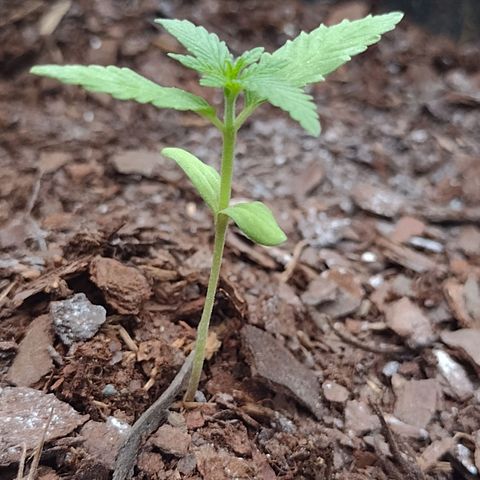 Unknown strain growlog photo: Plant 1
