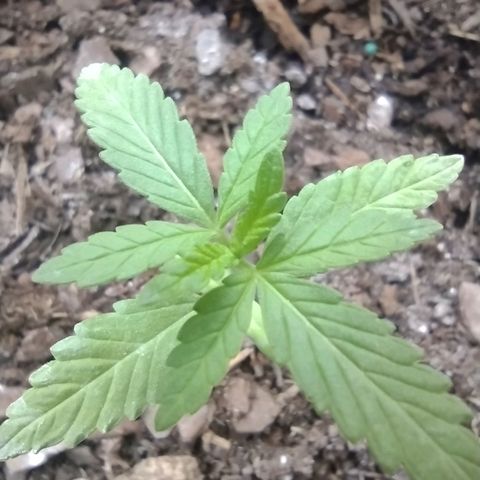 Unknown strain growlog timeline photo