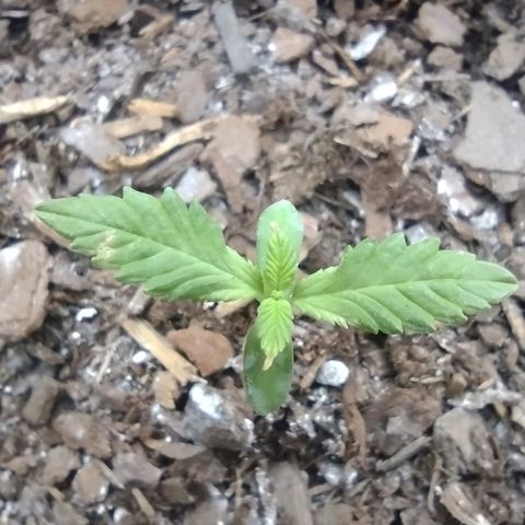 Unknown strain growlog timeline photo