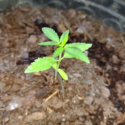 Unknown strain growlog timeline photo