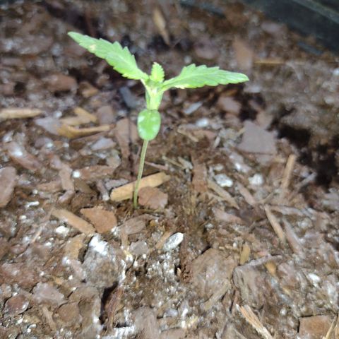 Unknown strain growlog timeline photo