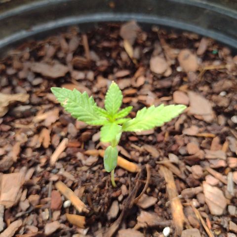 Unknown strain growlog photo: Plant 1 & 5