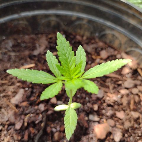 Unknown strain growlog photo: Plant 1 & 5