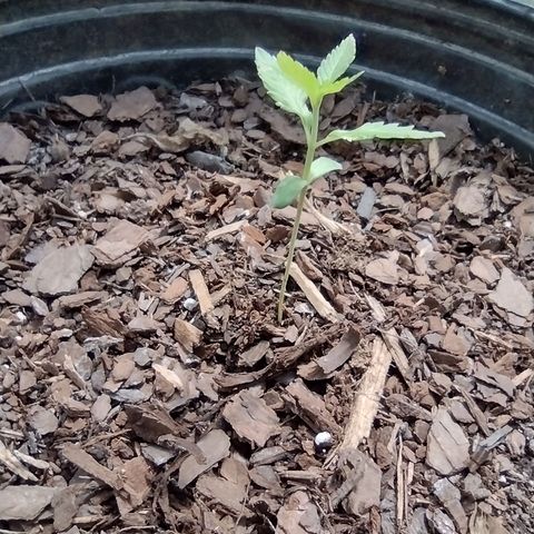 Unknown strain growlog photo: Plants are doing well. Slightly slow growth due to cloudy weather but the girls are still moving along nicely