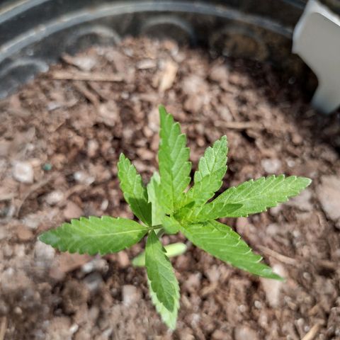 Unknown strain growlog photo: Plants are doing well. Slightly slow growth due to cloudy weather but the girls are still moving along nicely