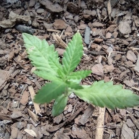 Unknown strain growlog photo: Plants are doing well. Slightly slow growth due to cloudy weather but the girls are still moving along nicely