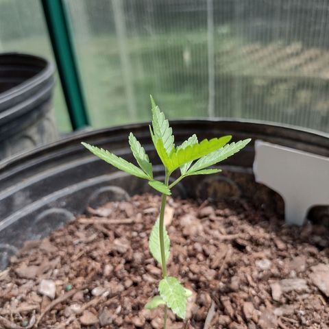 Unknown strain growlog photo: Plants are doing well. Slightly slow growth due to cloudy weather but the girls are still moving along nicely