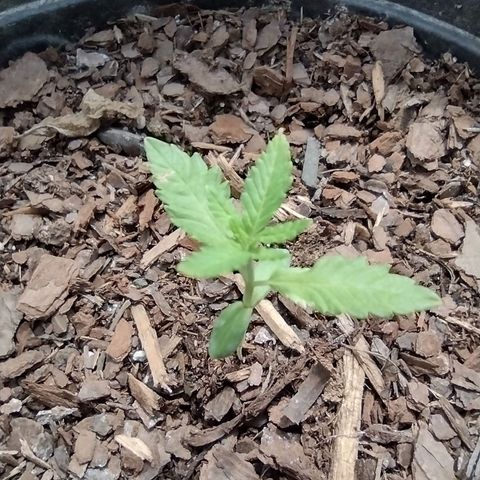 Unknown strain growlog photo: Plants are doing well. Slightly slow growth due to cloudy weather but the girls are still moving along nicely