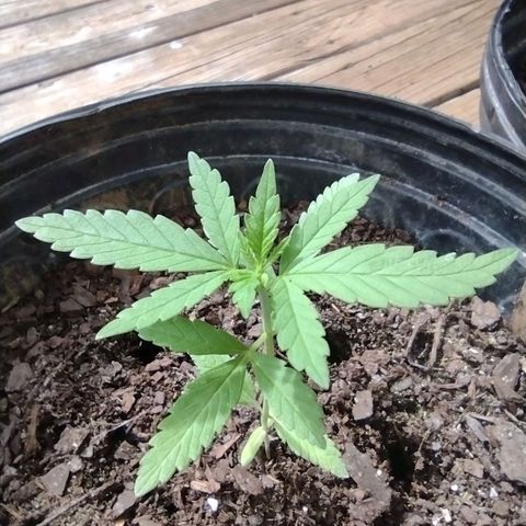 Unknown strain growlog photo: Plant 1 & 5