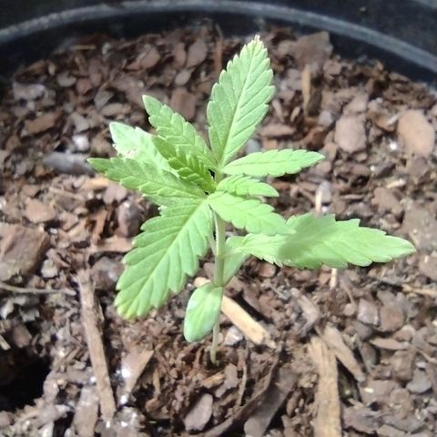 Unknown strain growlog photo: Plant 1 & 5