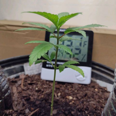 Unknown strain growlog photo: Was growing slow but since being put under LED lights it's growth has increased. Watering with green tea, and regular tap water( sat in sun 24hrs total with cap off to expell chlorine from liquid )
