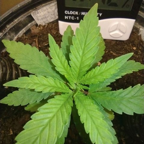 Unknown strain growlog photo: Was growing slow but since being put under LED lights it's growth has increased. Watering with green tea, and regular tap water( sat in sun 24hrs total with cap off to expell chlorine from liquid )