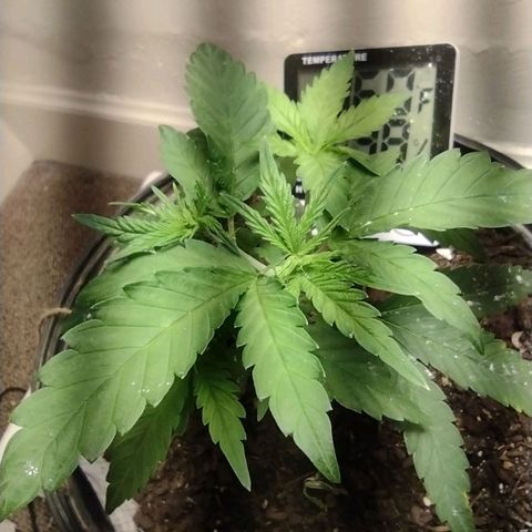 Unknown strain growlog timeline photo