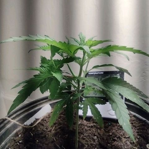 Unknown strain growlog timeline photo