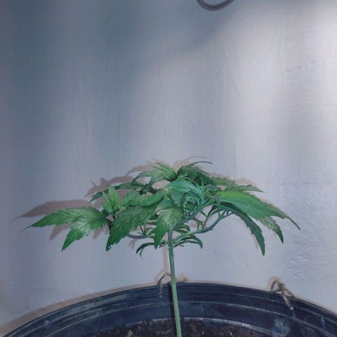 Unknown strain growlog timeline photo