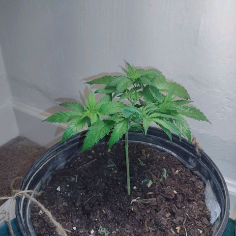 Unknown strain growlog timeline photo
