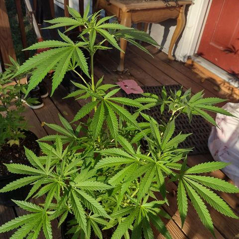 Unknown strain growlog photo: Preflower