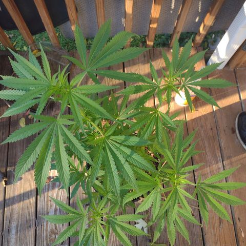 Unknown strain growlog photo: Preflower