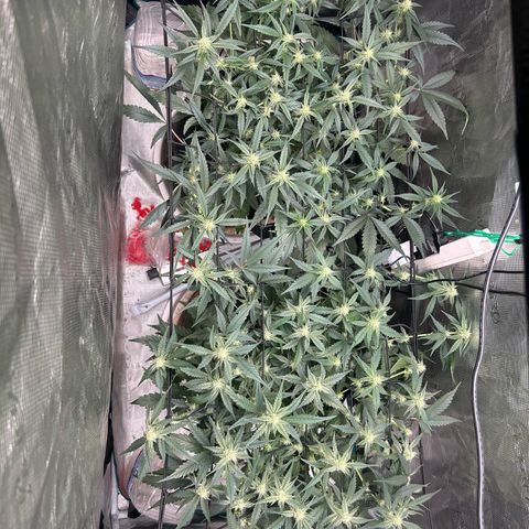 Strawberry Milk and Qookies Remix growlog timeline photo