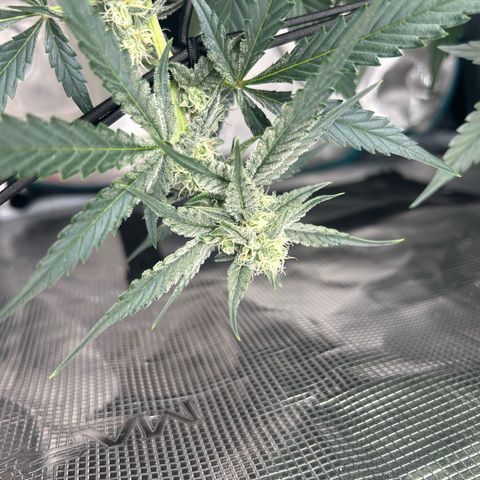 Strawberry Milk and Qookies Remix growlog timeline photo