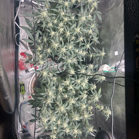 Strawberry Milk and Qookies Remix growlog timeline photo