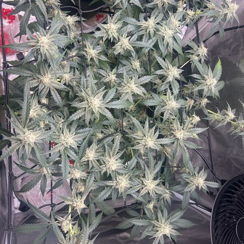Strawberry Milk and Qookies Remix growlog timeline photo