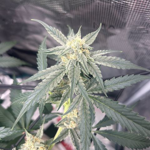 Strawberry Milk and Qookies Remix growlog timeline photo
