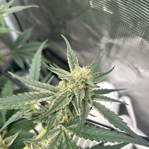 Strawberry Milk and Qookies Remix growlog timeline photo