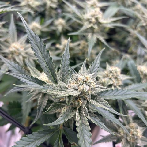 Strawberry Milk and Qookies Remix growlog timeline photo