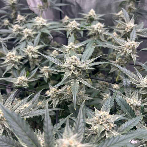 Strawberry Milk and Qookies Remix growlog timeline photo